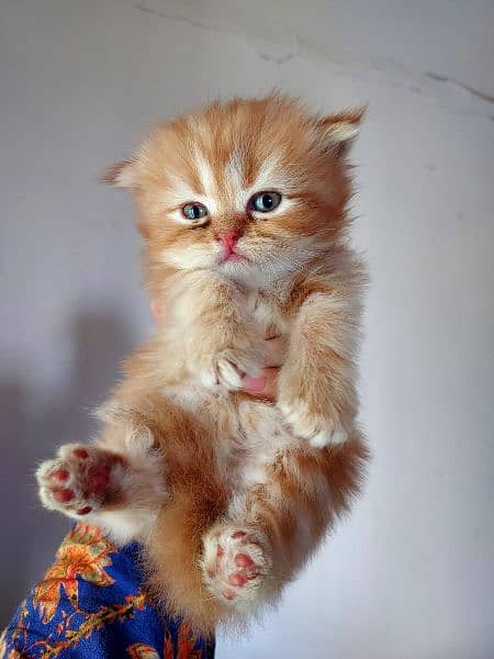 Persian Kittens/Ragdoll Kittens. 13