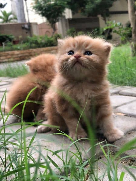 Persian Kittens/Ragdoll Kittens. 15