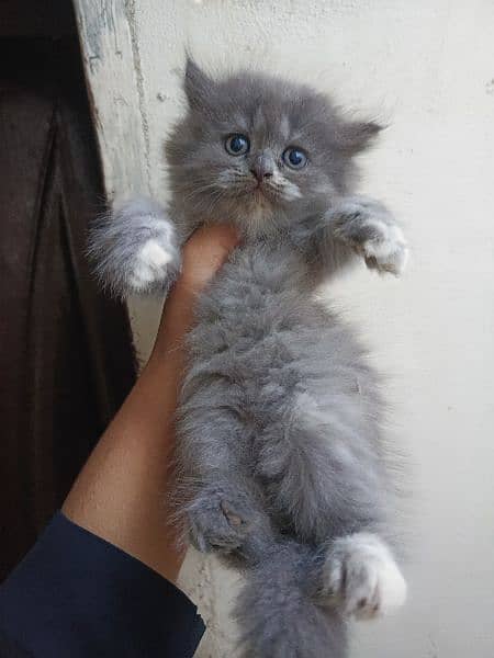 Persian Kittens/Ragdoll Kittens. 16