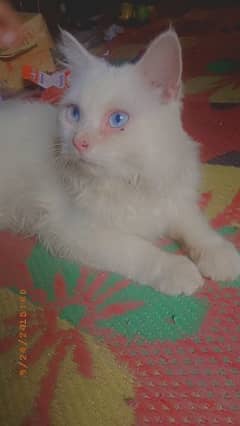 Persian 3rpl coated cat 0