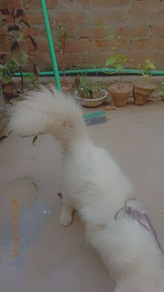 Persian 3rpl coated cat 2