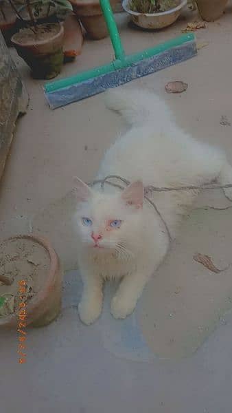 Persian 3rpl coated cat 8