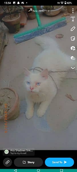 Persian 3rpl coated cat 12