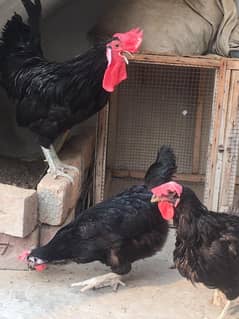 Australorp female or chickes