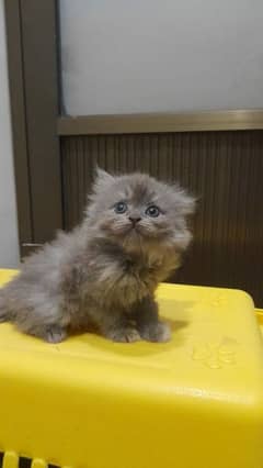 I want to sell my grey triple coated persian kitten