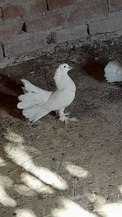 lucky pigeon for sale