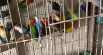 silver Java or Opline Family , Parblue , Dilute, Euro finches