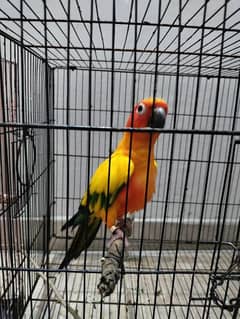 Sun Conure Male DNA urgent sale