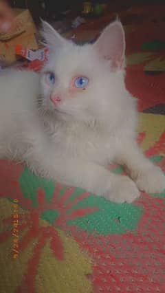 cat White color 0