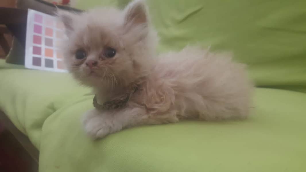 For sale kittens picky and round face 2