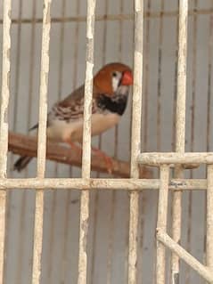 Full Jumbo Size Finch (Black Breasted Male) 0