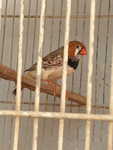 Full Jumbo Size Finch (Black Breasted Male) 1