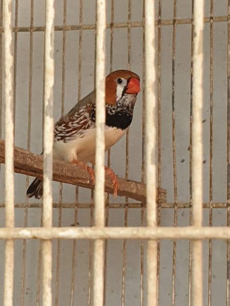 Full Jumbo Size Finch (Black Breasted Male) 2