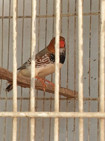 Full Jumbo Size Finch (Black Breasted Male) 3