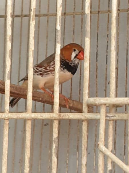 Full Jumbo Size Finch (Black Breasted Male) 4