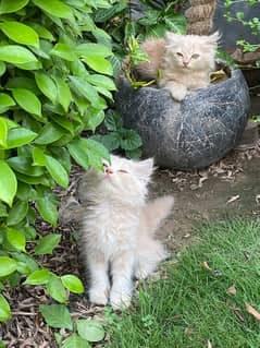 Triple coated doll face Persian kitten's pair.