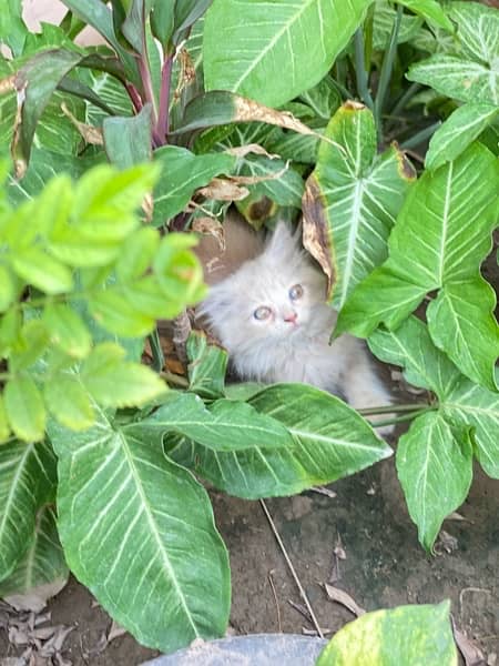 Triple coated doll face Persian kitten's pair. 1