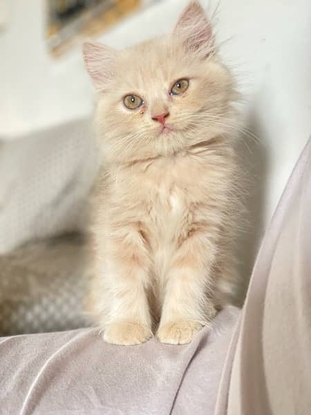 Triple coated doll face Persian kitten's pair. 2