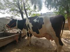 Buffalo / Friezan / dasi cow / بھینس /cow for sale