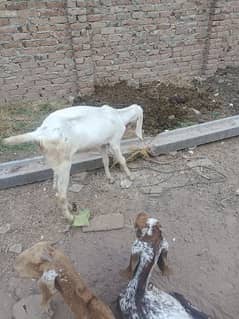 Two makha cheeni on rajan puri bakri