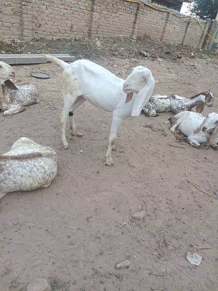 Two makha cheeni on rajan puri bakri 1