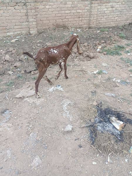 Two makha cheeni on rajan puri bakri 2