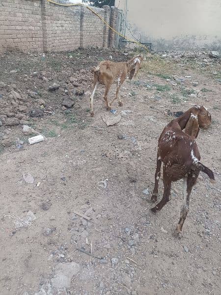 Two makha cheeni on rajan puri bakri 3