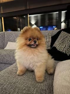 Pomeranian