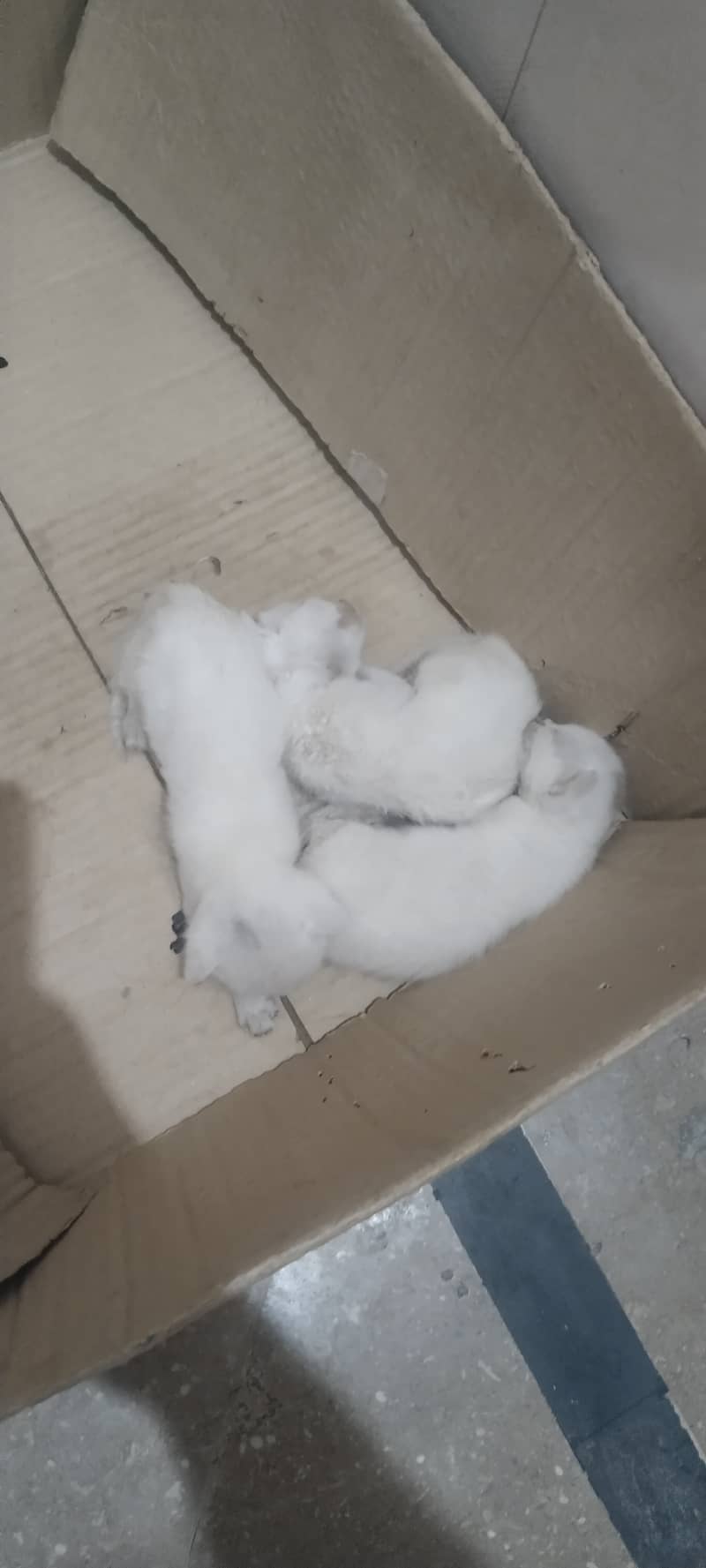 Breeder female with 3 kitten 1