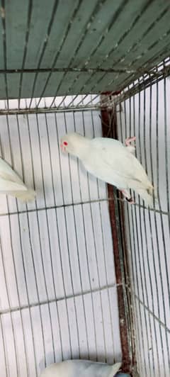 Albino Red Eye or Black eye Full Breeder Pair tota birds parrots