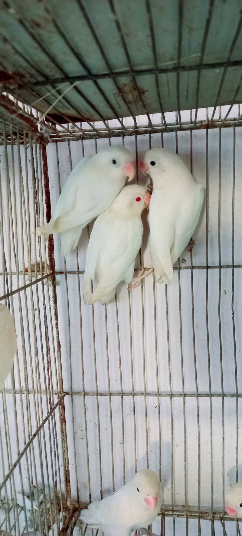 Albino Red Eye or Black eye Full Breeder Pair tota birds parrots 1