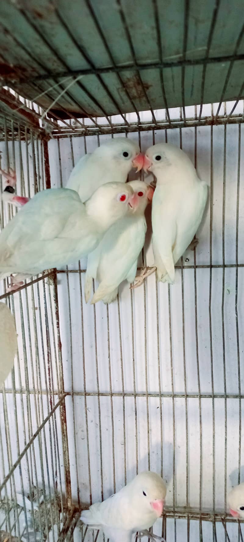 Albino Red Eye or Black eye Full Breeder Pair tota birds parrots 2