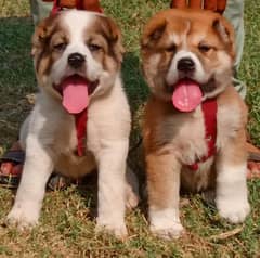 alabai security dog 2 month pair for sale heavy bone