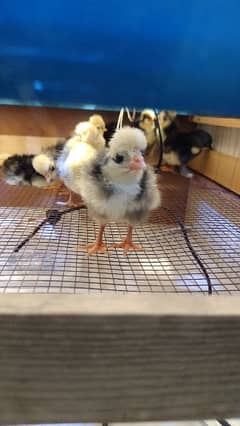 White crested black polish chicks.