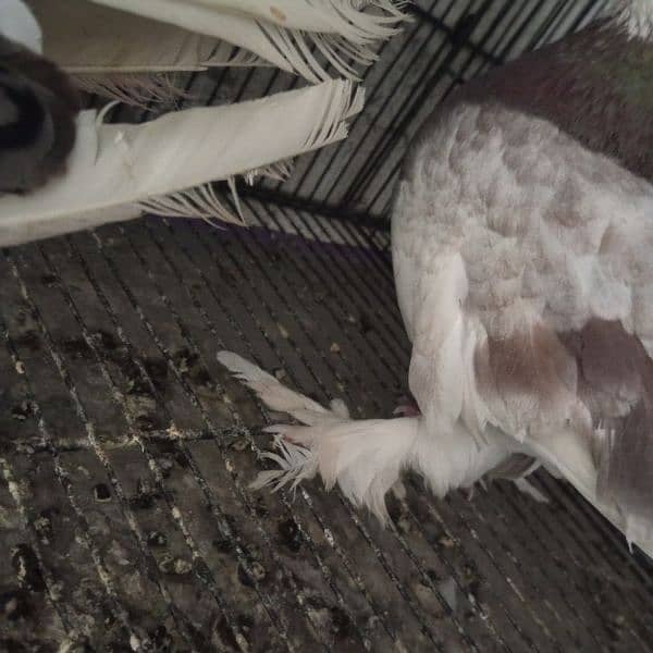 Fancy Pigeon 3