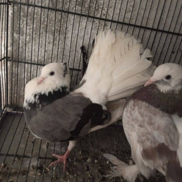 Fancy Pigeon 5