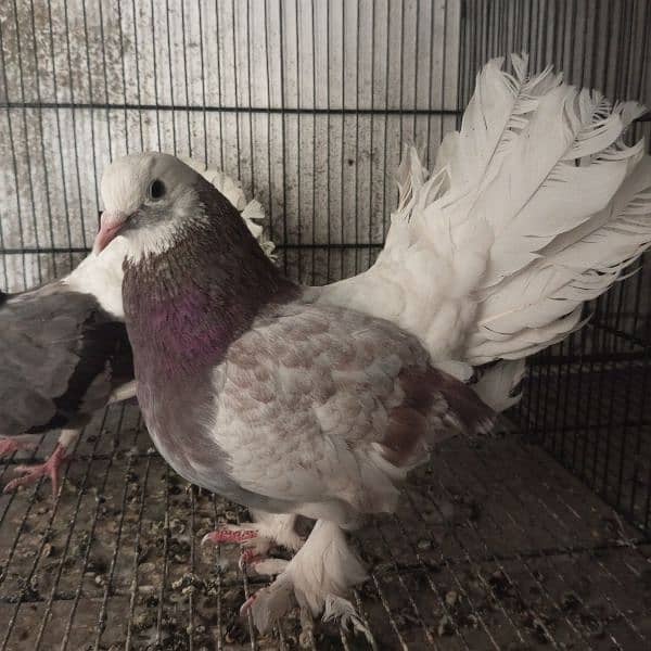 Fancy Pigeon 6