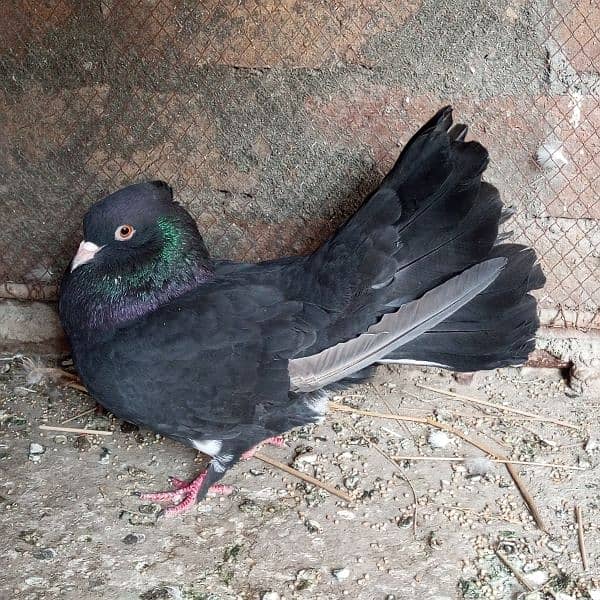 Fancy Pigeon 7