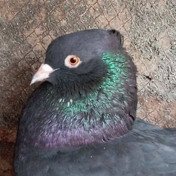 Fancy Pigeon 8