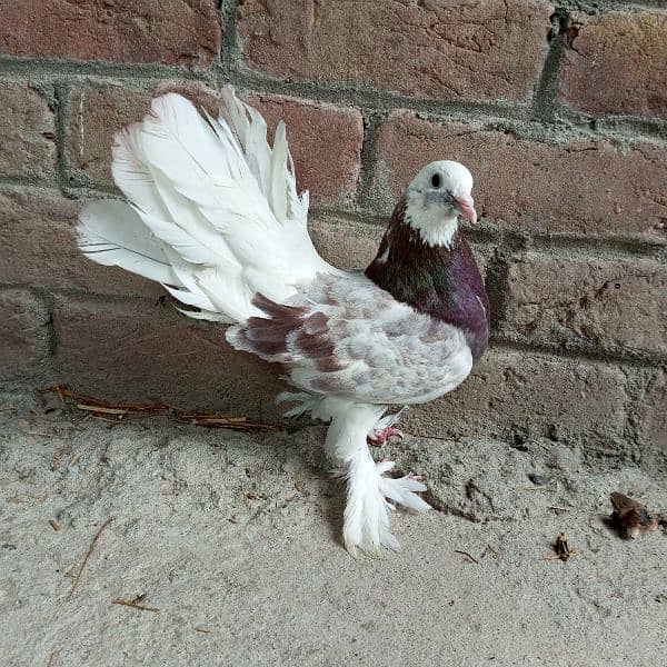 Fancy Pigeon 10