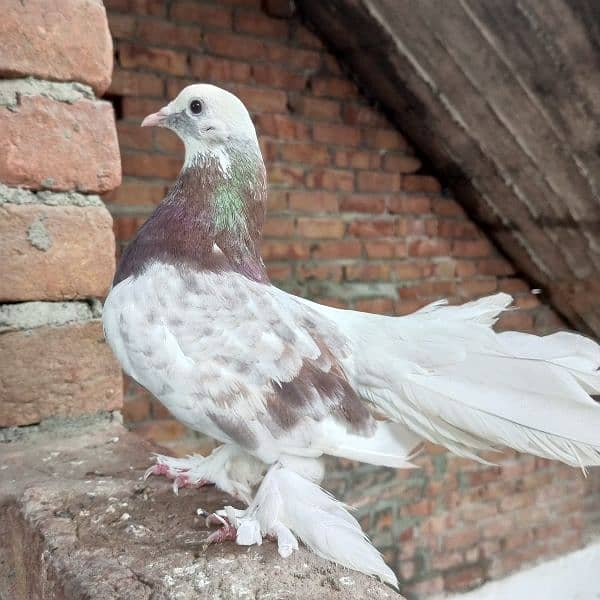 Fancy Pigeon 11