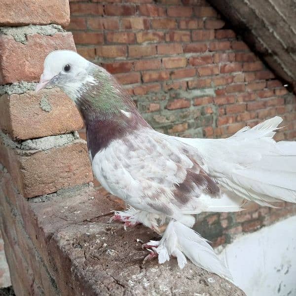 Fancy Pigeon 12