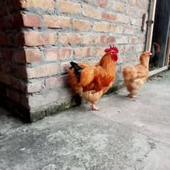 Golden Buff pair + Silkie Bantam Hens