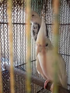 fisher,lovebird,lotino pasnata and cocktails pair