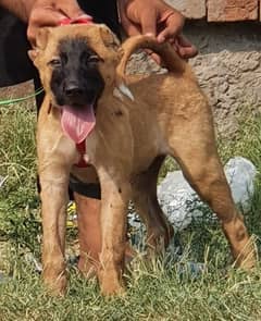 Kurdish Kangal security dog 3 month male for sale