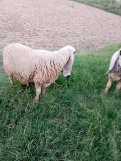 sheep with female baby 0/3//3/0/4/1/9/3/2/8