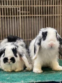 holland lop breader pair