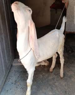 pure rajanpuri banda/goat/male/WhatsApp 03104750065