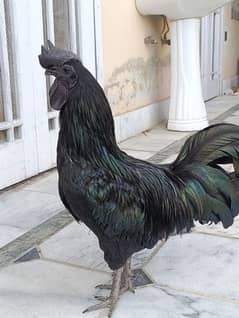 Ayam cemani rooster for sale (male)