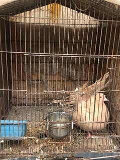 Fantail Pigeons with Baby Pigeons | Frillback Pigeons